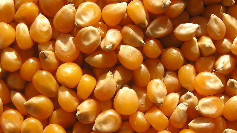Campagne 2017- 2018 de maïs : La production mondiale attendue à 1044,7 millions de tonnes