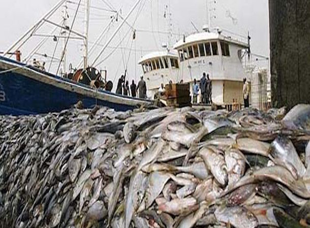 Nouveau rapport de la FAO :La surpêche diminue en Méditerranée et en mer Noire, mais les ressources halieutiques restent sous forte tension