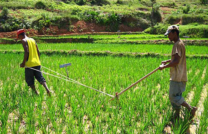 Production de Riz en décembre 2017: Les prévisions tablent sur une offre mondiale estimée à 621,5 millions de tonnes