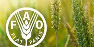 Intervention face à la sécheresse : Plan d’action de la FAO