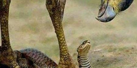 Insolite au Nigeria : accusée de détournement, la comptable indexe un serpent