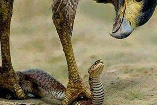 Insolite au Nigeria : accusée de détournement, la comptable indexe un serpent