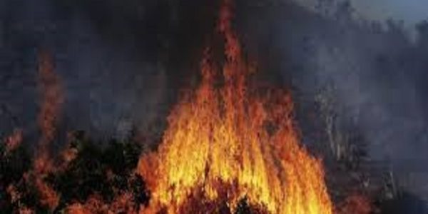 Togo : l’environnement menacé par des feux de végétation, des espèces protégées chassées et tuées