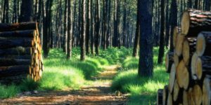 Etude de la FAO : Un nouveau rapport qualifie les peuples autochtones et tribaux de «meilleurs gardiens» des forêts