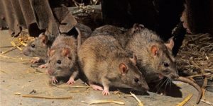 Nigéria : la fièvre hémorragique de Lassa s’aggrave faisant 72 morts