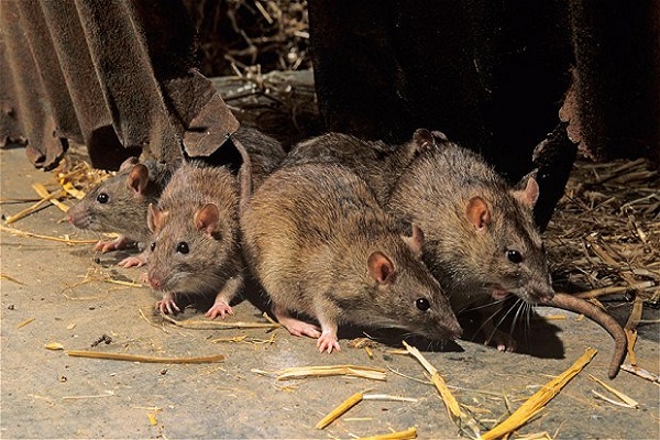Destruction de leurs productions par des rats : L’État prévoit 2 milliards de FCFA pour les riziculteurs du Walo