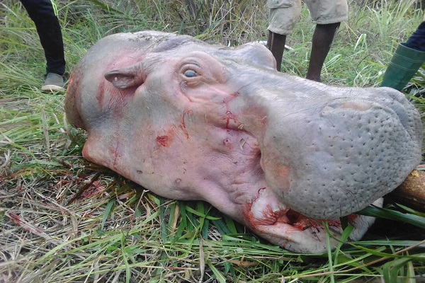 Togo : deux braconniers béninois déférés pour chasse illicite aux hippopotames