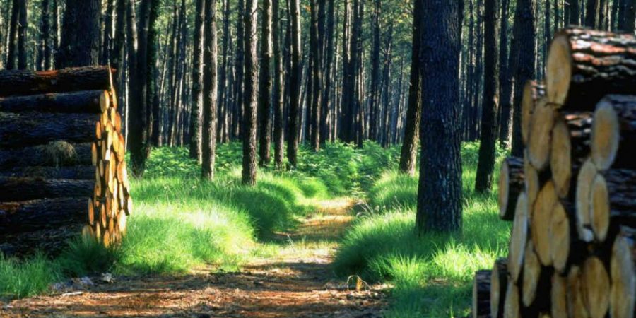 Dégradation de L’environnement :   45 000 ha de forêts perdus annuellement au Sénégal