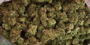 Renversantes explications en Argentine : des policiers indexent les souris pour justifier plus 500 kilos de marijuana manquants