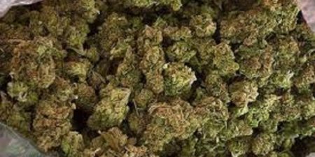 Renversantes explications en Argentine : des policiers indexent les souris pour justifier plus 500 kilos de marijuana manquants