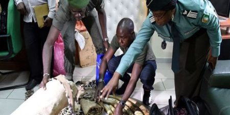 Espèces protégées : La Cote d’Ivoire annonce l’arrestation de 17 trafiquants