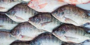 Togo : Le gouvernement met en garde les importateurs illicites de tilapia sur les marchés togolais