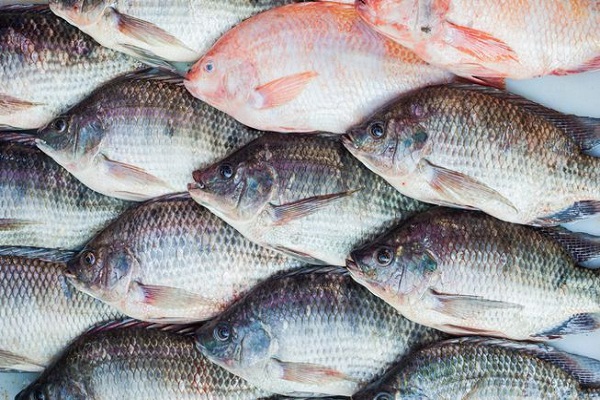 Togo : Le gouvernement met en garde les importateurs illicites de tilapia sur les marchés togolais