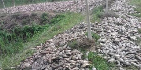 Togo : alerte lancée pour des poissons probablement empoisonnés, le gouvernement appelle la population à la vigilance