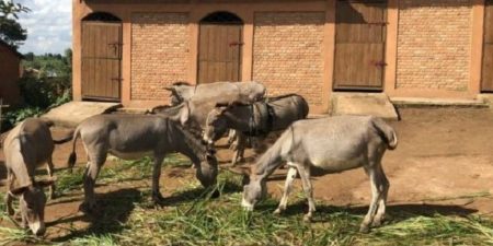 Kaffrine : la grippe équine décime 782 ânes et chevaux sur 6937 sujets touchés