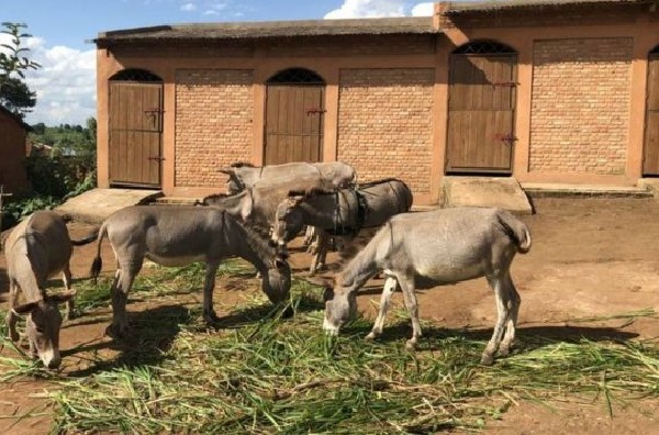 Burundi : la France offre dix ânes à des villageois et frôle l’incident diplomatique…