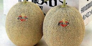 Prix record pour un fruit au Japon : Deux melons vendus à plus de 16 millions de francs CFA