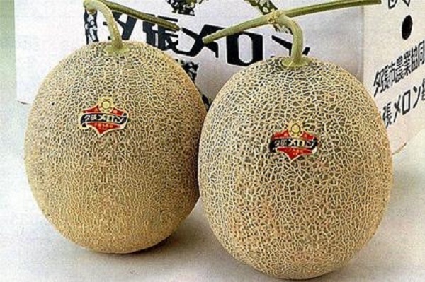 Prix record pour un fruit au Japon : Deux melons vendus à plus de 16 millions de francs CFA