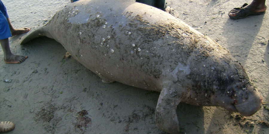 Protection des espèces menacées : SOS lancé pour sauver le lamantin au Togo