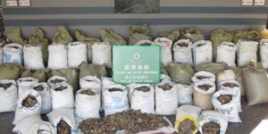 Espèces protégées en voie d’extinction : le pangolin chassé pour sa chair et ses écailles