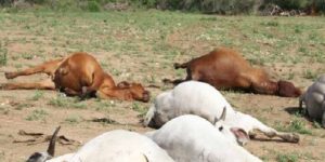 Elevage : Le bilan du sinistre, selon le Ministre Aminata Mbendue Ndiaye s’élève à 12.671 ovins, 112 bovins et 4 ânes morts