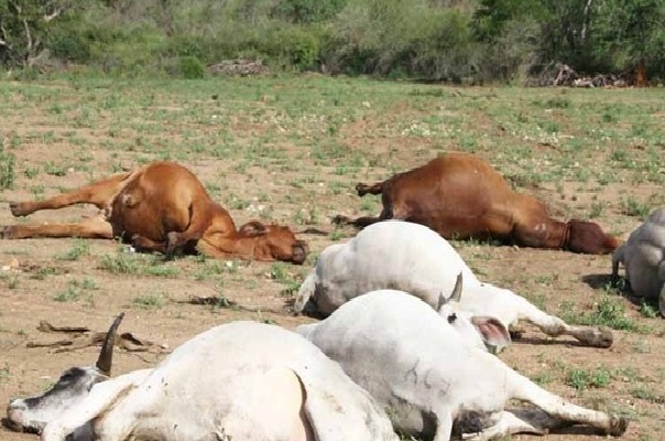 Eradication de la Peste bovine : la FAO et l’OIE lancent un Plan d’action mondial afin de se préserver du fléau mortel