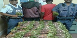 Trafic de drogue en Tanzanie : le « malade » d’un ambulancier, sirène hurlante, était en réalité 800 kilos de khat