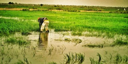 Malaise dans le WALO : À FOURARATE, des milliers d’hectares de riz séquestrés par les eaux …