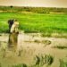 Malaise dans le WALO : À FOURARATE, des milliers d’hectares de riz séquestrés par les eaux …