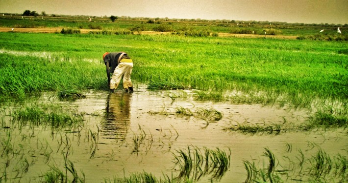 Malaise dans le WALO : À FOURARATE, des milliers d’hectares de riz séquestrés par les eaux …