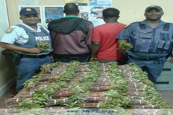 Trafic de drogue en Tanzanie : le « malade » d’un ambulancier, sirène hurlante, était en réalité 800 kilos de khat