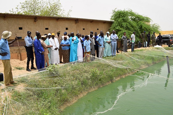 Aquaculture à Gaya, Richard Toll, Podor :  Le gouvernement compte porter à 50.000 tonnes la production aquacole du Sénégal en 2023