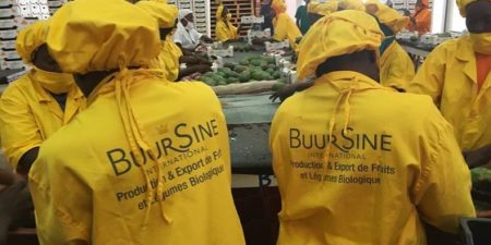 Mangue : Le manque d’organisation de la filière déploré par  les opérateurs