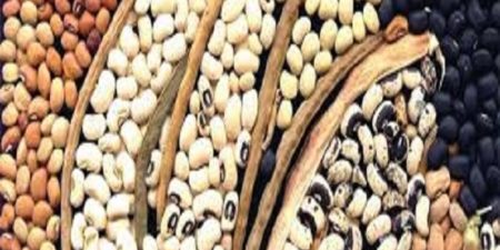 Filière Niébé : bientôt le sourire sur le visage des acteurs lougatois avec des emplois directs et restaurants créés