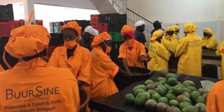 Mangue : Le manque d’organisation de la filière déploré par  les opérateurs