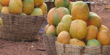 FILIÈRE MANGUE :  La variété Keitt continue de souffrir en Casamance à cause de la mouche blanche