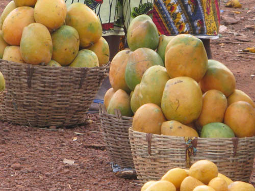 FILIÈRE MANGUE :  La variété Keitt continue de souffrir en Casamance à cause de la mouche blanche