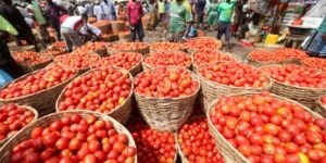 Bilan de la filière tomate : 52.895 tonnes enregistrées pour la campagne 2017-2018