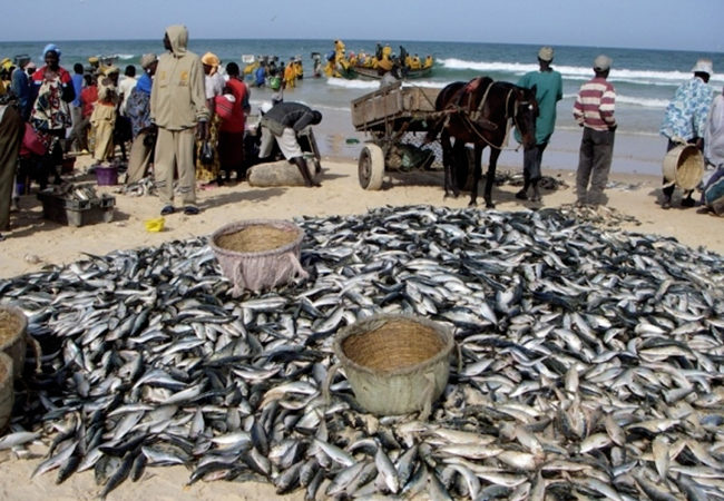 Pêche artisanale :  La raréfaction des ressources halieutiques déplorée par les acteurs
