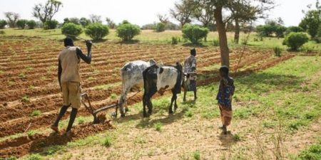 Agriculture dans les Niayes : Appel à une réforme des procédures foncières pour un développement durable