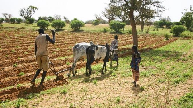 Journée Mondiale 2019 : Appel à un nouvel effort mondial pour lutter contre le travail des enfants dans l’agriculture