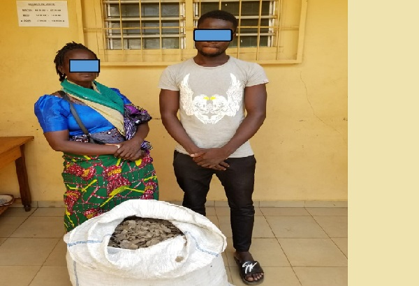 Togo : deux trafiquants arrêtés à Lomé pour le commerce de 37 kilogrammes d’écailles de pangolin