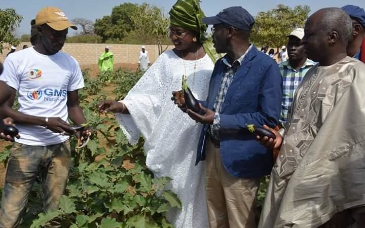 Ferme « Natangué » de Pout : 4 hectares mis à la disposition des jeunes