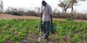 Publication phare de la FAO : comment relever le défi de l’eau dans l’agriculture
