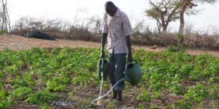 COP 27 : La FAO et le Québec intensifient leurs efforts d’adaptation au climat en Côte d’Ivoire, en Haïti et au Sénégal