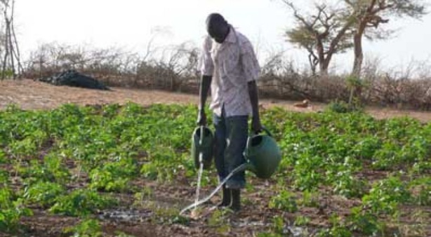Grâce à son programme mondial «Médecins des sols» : La FAO apprend à des agriculteurs à diagnostiquer et soigner les sols