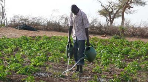 Publication de la FAO : l’optimisation de l’utilisation de l’eau est essentielle pour les systèmes agroalimentaires