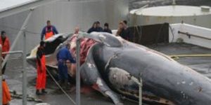 Islande : le multimillionnaire Kristjan Loftsson massacre des baleines une espèce protégée en voie de disparition