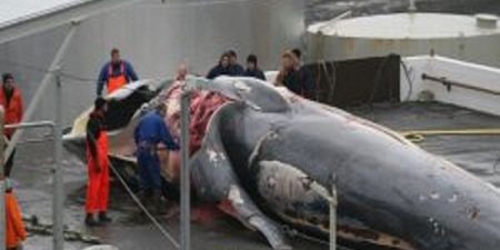 Islande : le multimillionnaire Kristjan Loftsson massacre des baleines une espèce protégée en voie de disparition