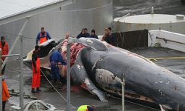 Islande : le multimillionnaire Kristjan Loftsson massacre des baleines une espèce protégée en voie de disparition